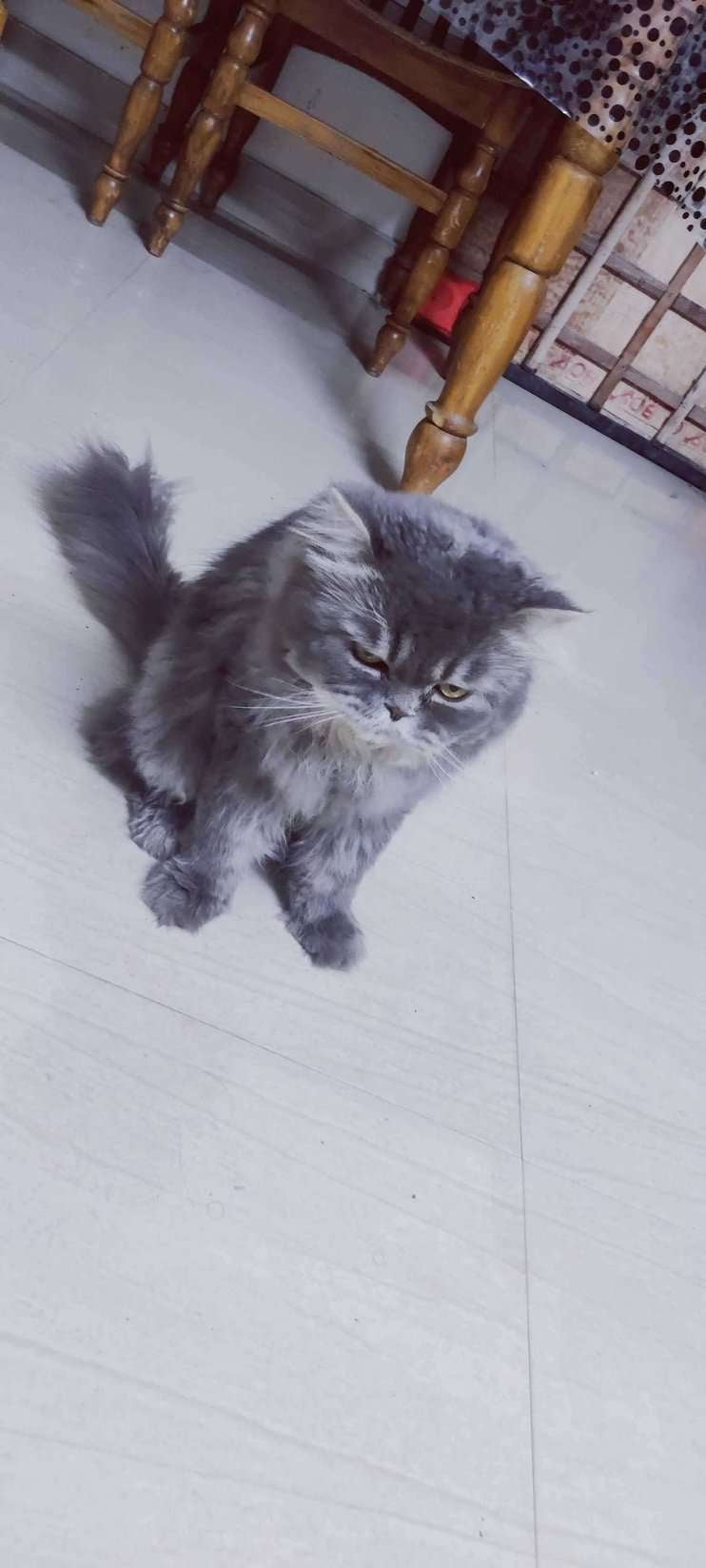 Persian For Adoption In Kannur