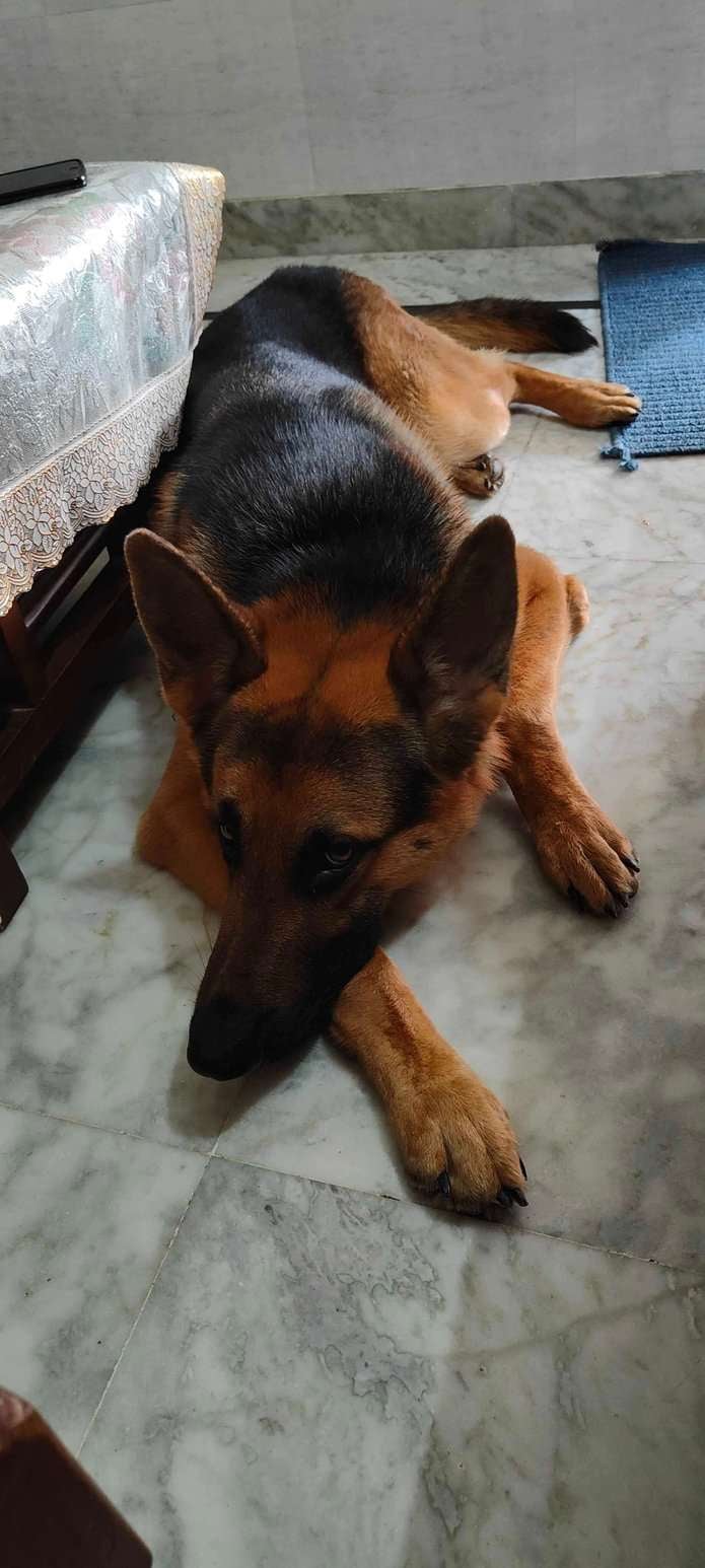 German Shepherd Dogs For Mating In Jaipur