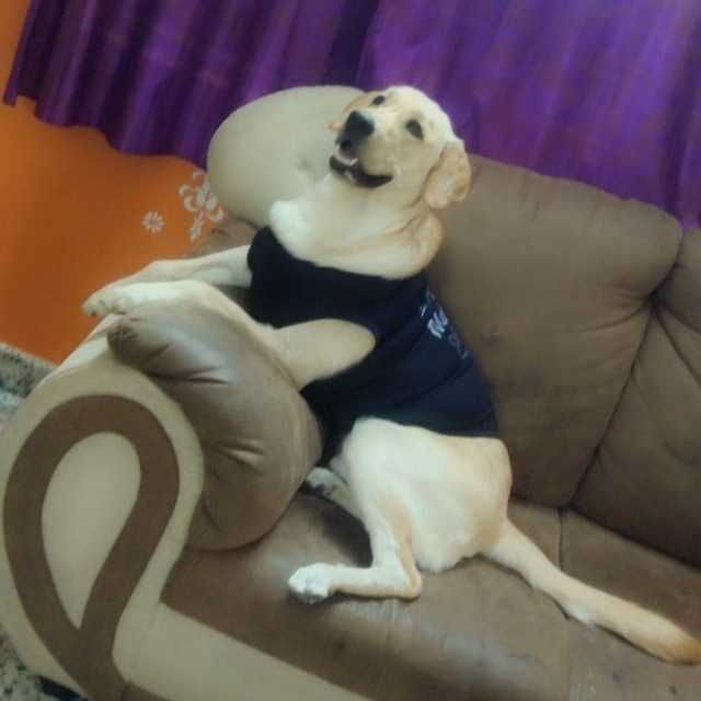 Labrador Retriever Dogs For Mating In Bangalore