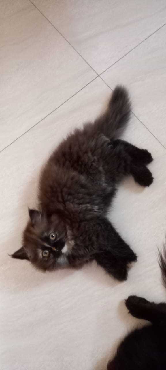 Persian For Sale In Vellore