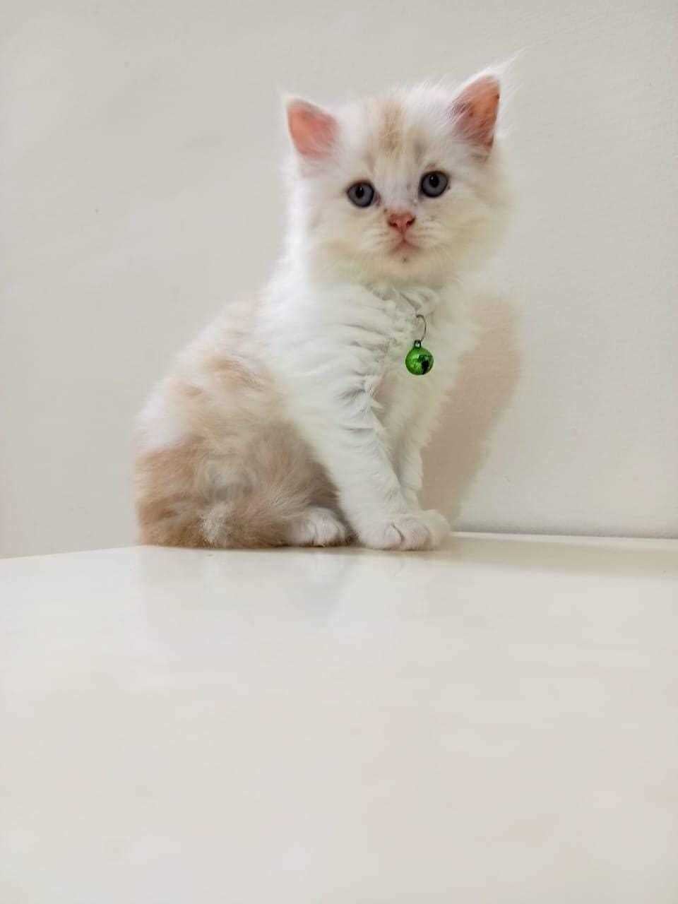 Persian For Sale In Vellore