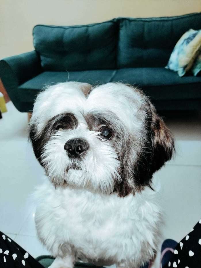 Shih Tzu Dogs For Mating In Bangalore