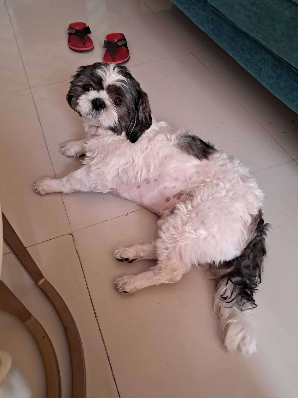 Shih Tzu Dogs For Mating In Bangalore