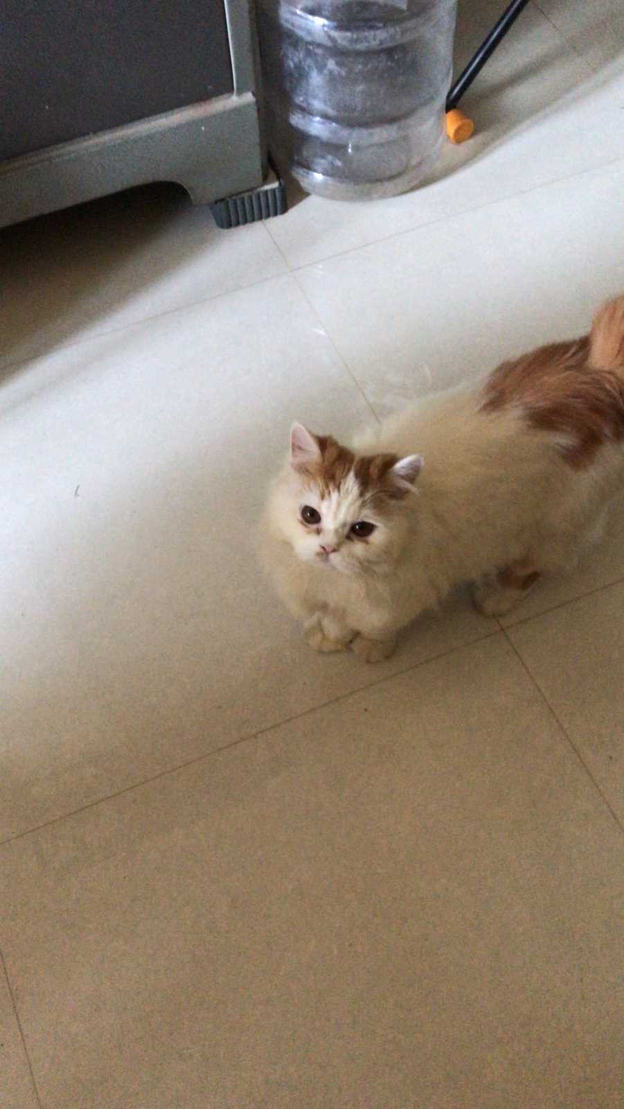 Persian Dogs For Mating In Thane