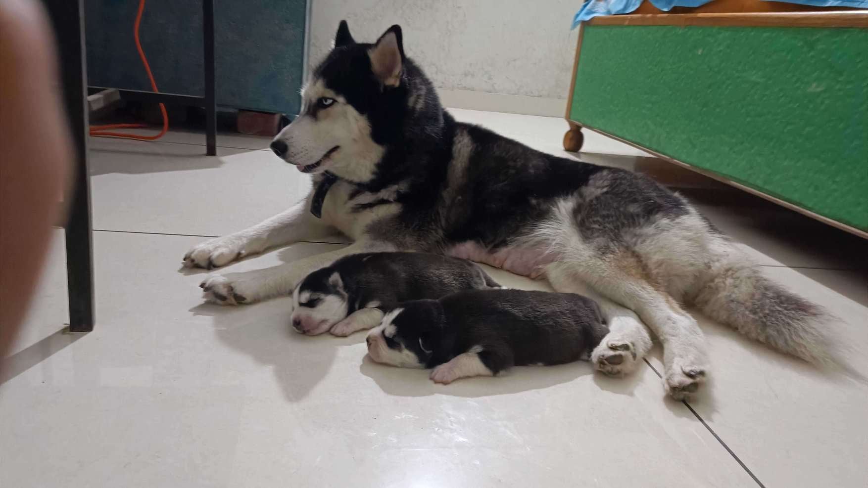 Siberian Husky Dogs For Mating In Lucknow