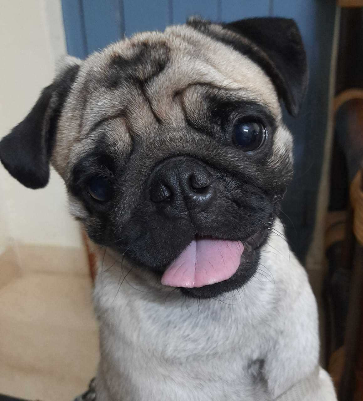 Pug Dogs For Mating In Bangalore