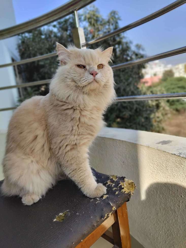 Persian Dogs For Mating In Pune