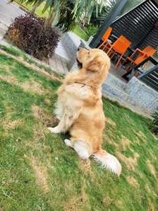 Golden Retriever Dogs For Mating In Vadodara