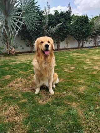 Golden Retriever Dogs For Mating In Vadodara