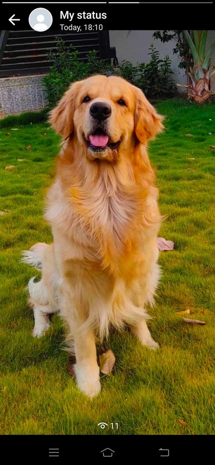 Golden Retriever Dogs For Mating In Vadodara