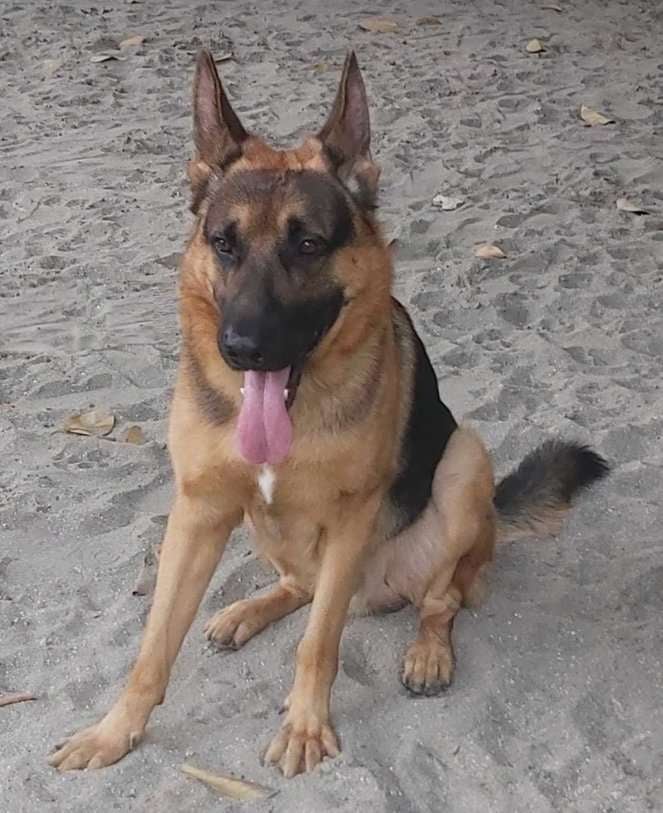 German Shepherd Dogs For Mating In Gurgaon
