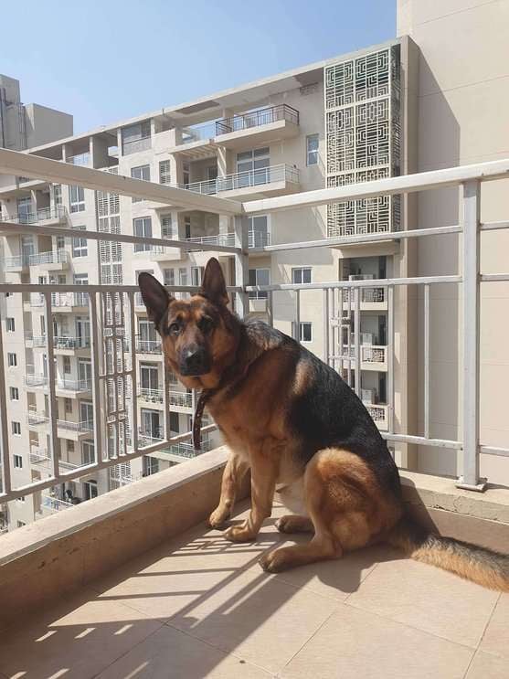 German Shepherd Dogs For Mating In Gurgaon