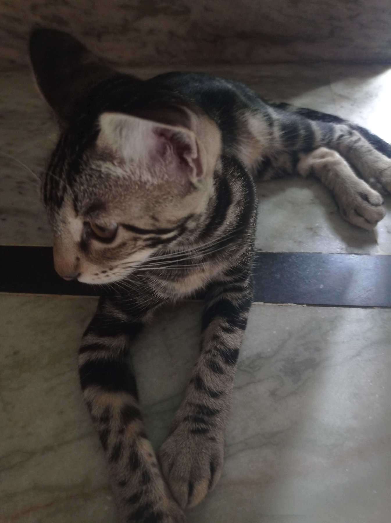 Indian Breed For Adoption In Ghaziabad