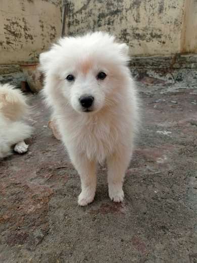 Pomeranian For Sale In Dhanbad