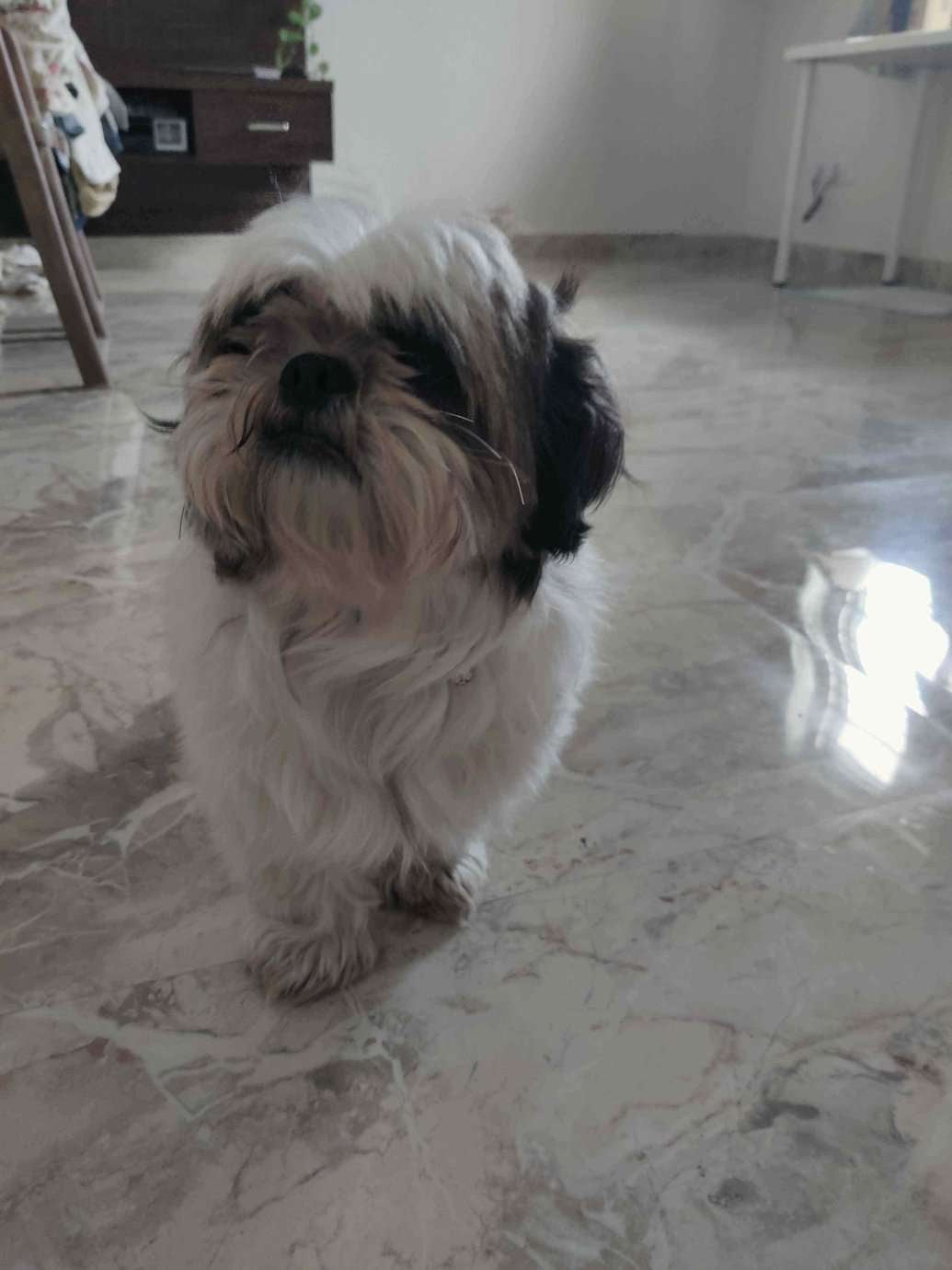 Shih Tzu Dogs For Mating In Bangalore