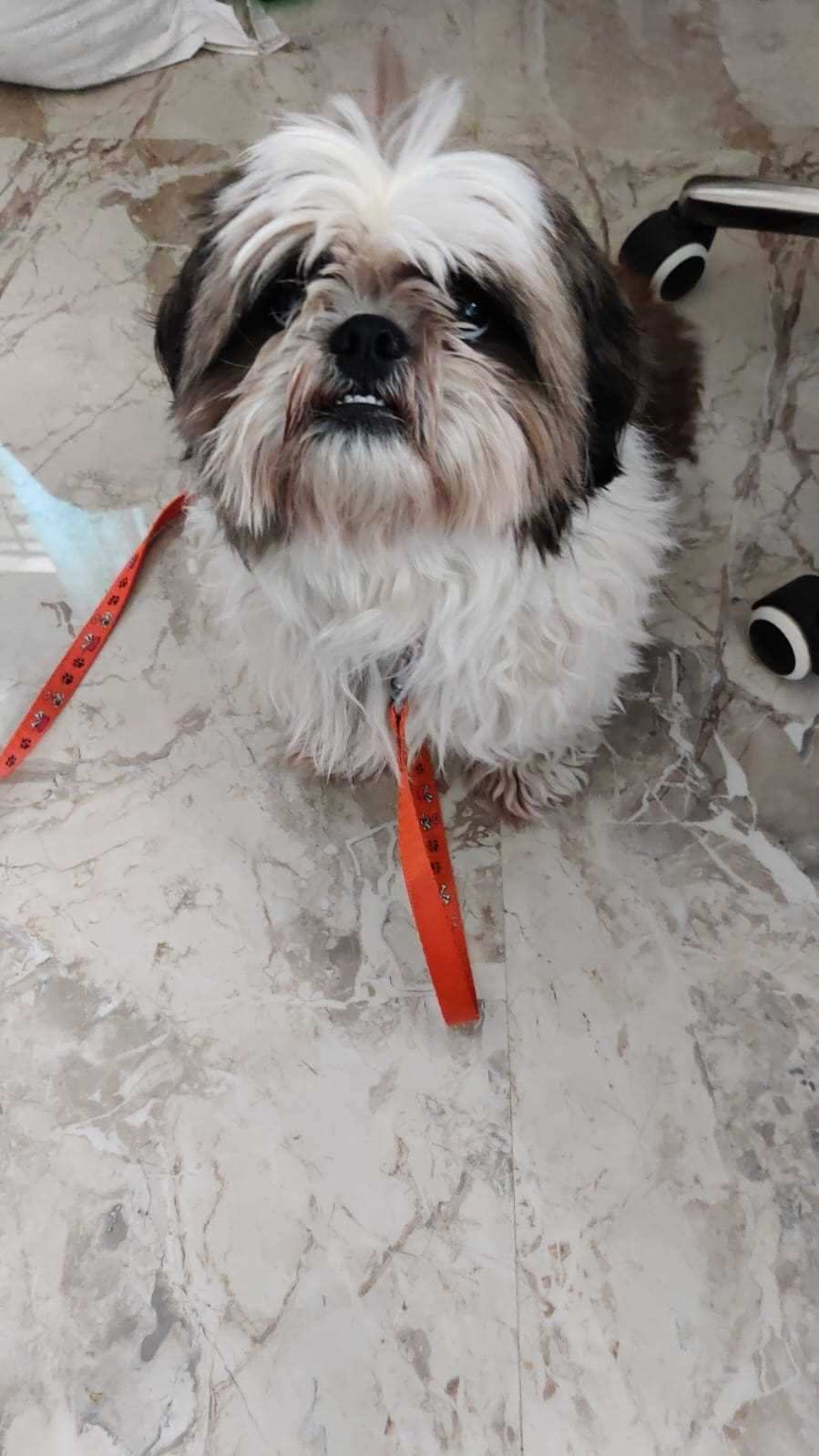 Shih Tzu Dogs For Mating In Bangalore