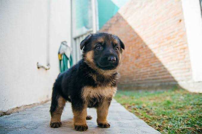 German Shepherd For Sale In Lucknow