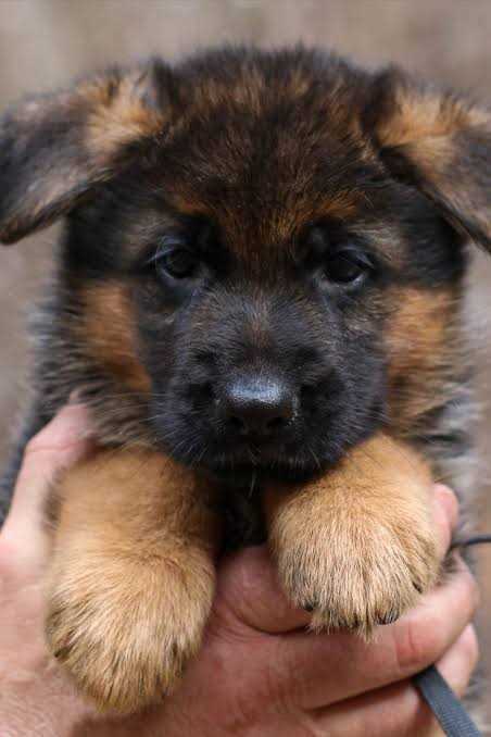 German Shepherd For Sale In Rae Bareli