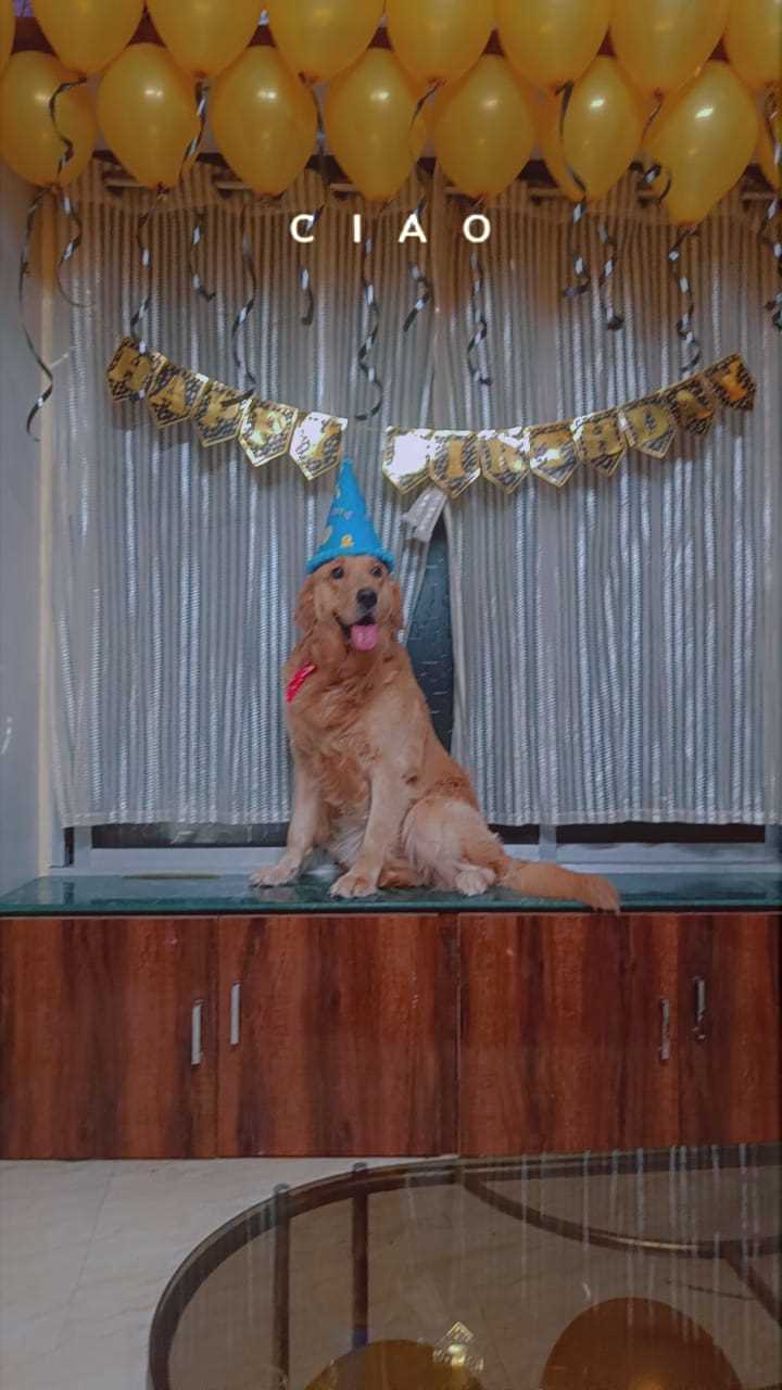 Golden Retriever Dogs For Mating In Mumbai
