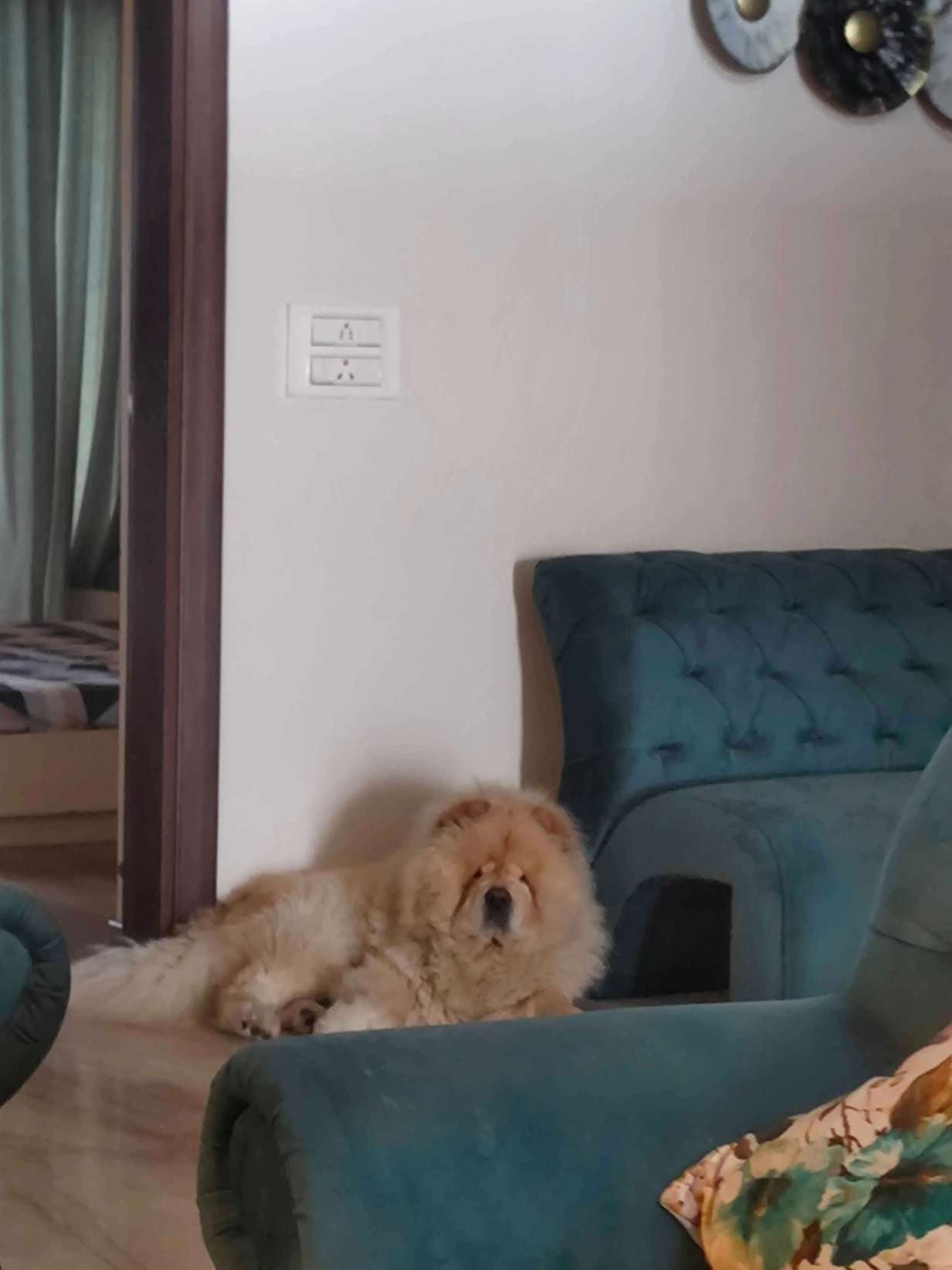Chow Chow Dogs For Mating In Chandigarh