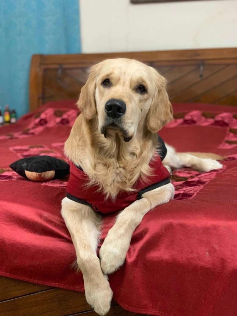 Golden Retriever Dogs For Mating In Nagpur
