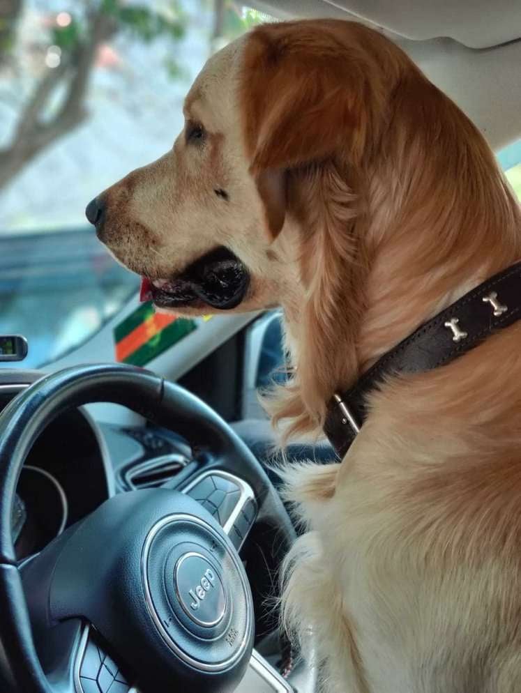 Golden Retriever Dogs For Mating In Nagpur