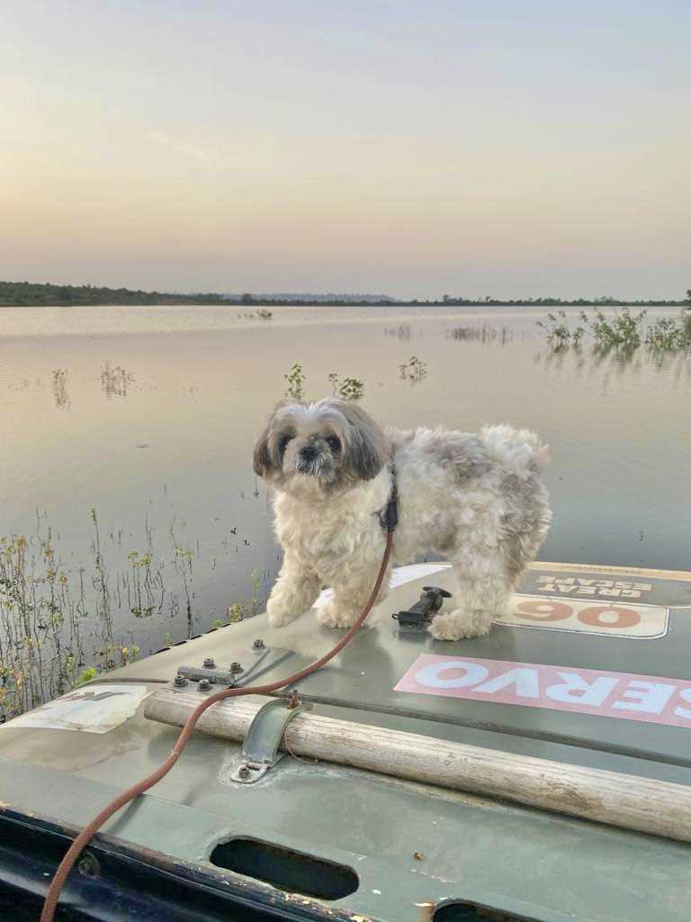Shih Tzu Dogs For Mating In Indore