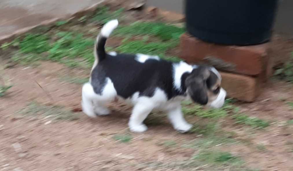 Beagle For Sale In Thrissur