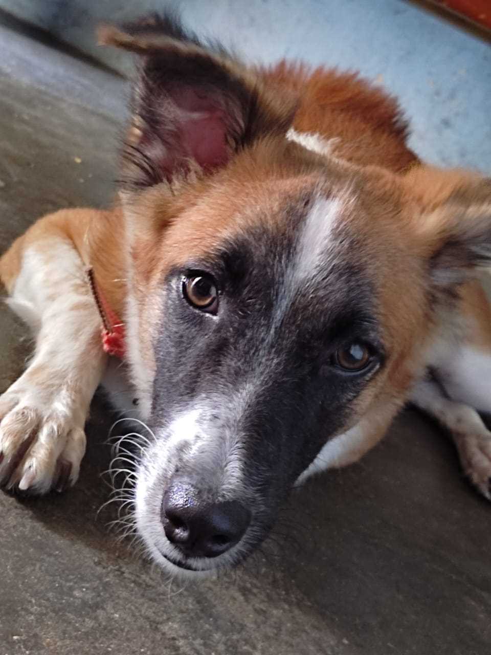 Indian Breed Dogs For Mating In Chennai