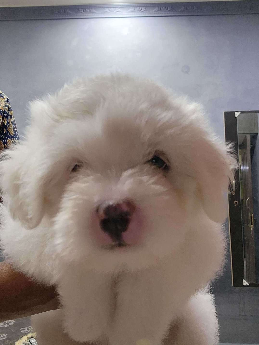 Lhasa Apso For Sale In Chennai