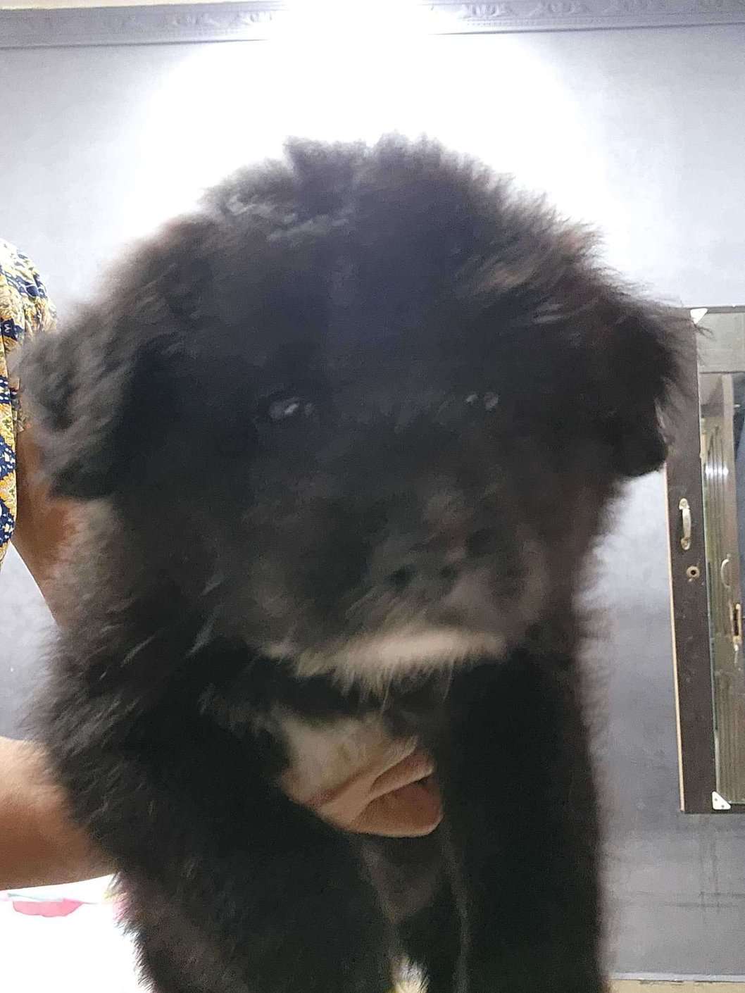 Lhasa Apso For Sale In Chennai