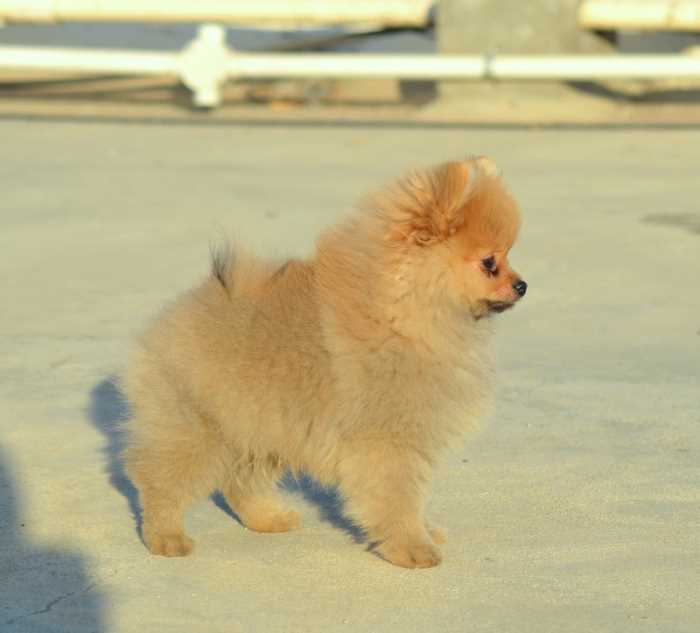 Toy Pomeranian For Sale In Bangalore