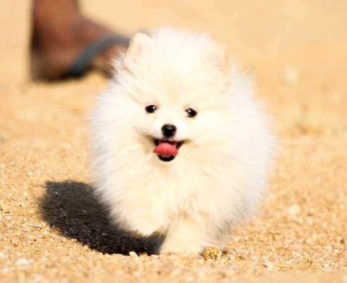 Toy Pomeranian For Sale In Bangalore