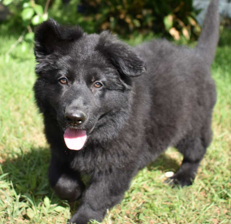 German Shepherd For Sale In Mumbai