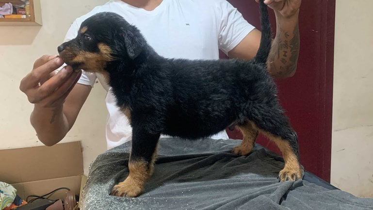 Rottweiler For Sale In Coimbatore