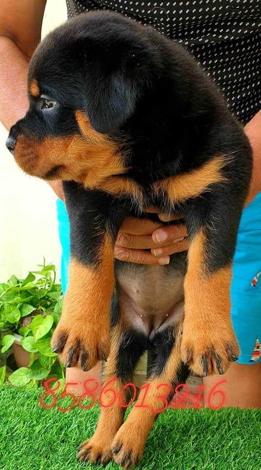 Rottweiler For Sale In Coimbatore