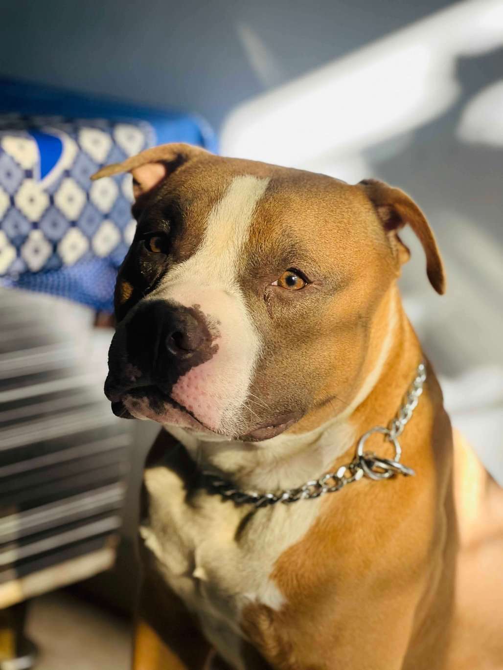 American Bully Dogs For Mating In Thane