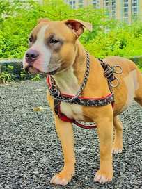American Bully Dogs For Mating In Thane