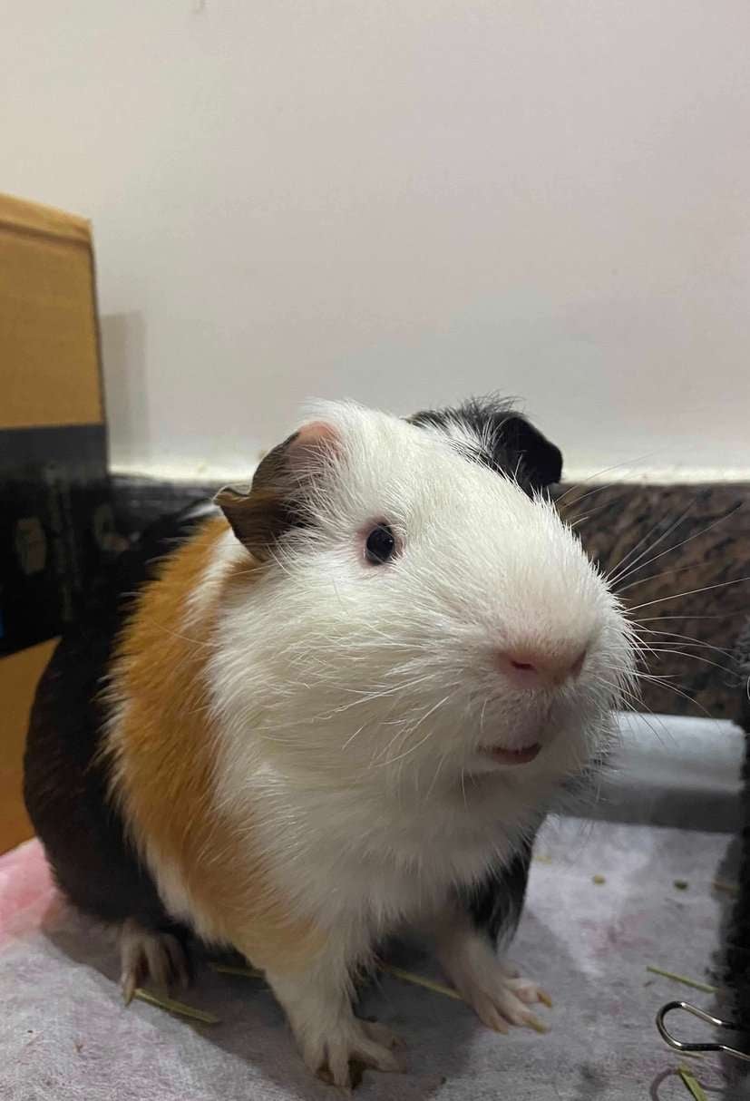 Guinea Pigs For Adoption In Dehradun