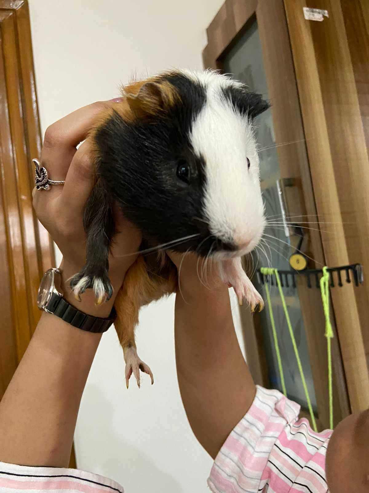Guinea Pigs For Adoption In Dehradun