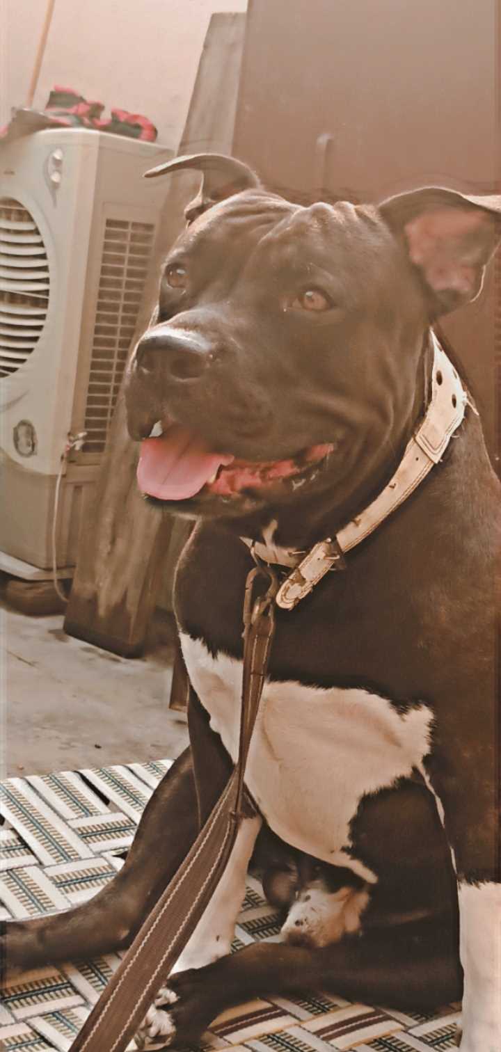 Pitbull Dogs For Mating In Delhi