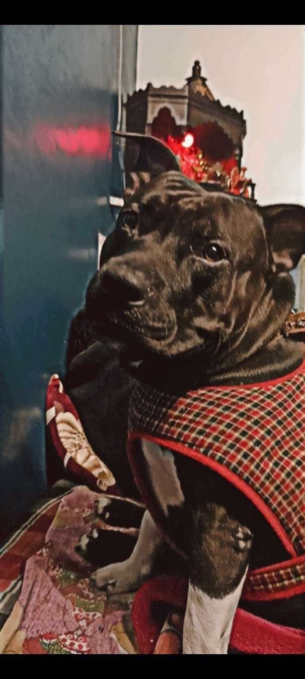 Pitbull Dogs For Mating In Delhi