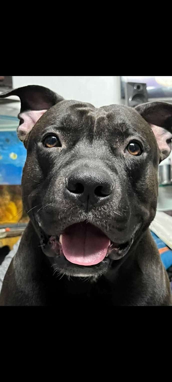 Pitbull Dogs For Mating In Delhi