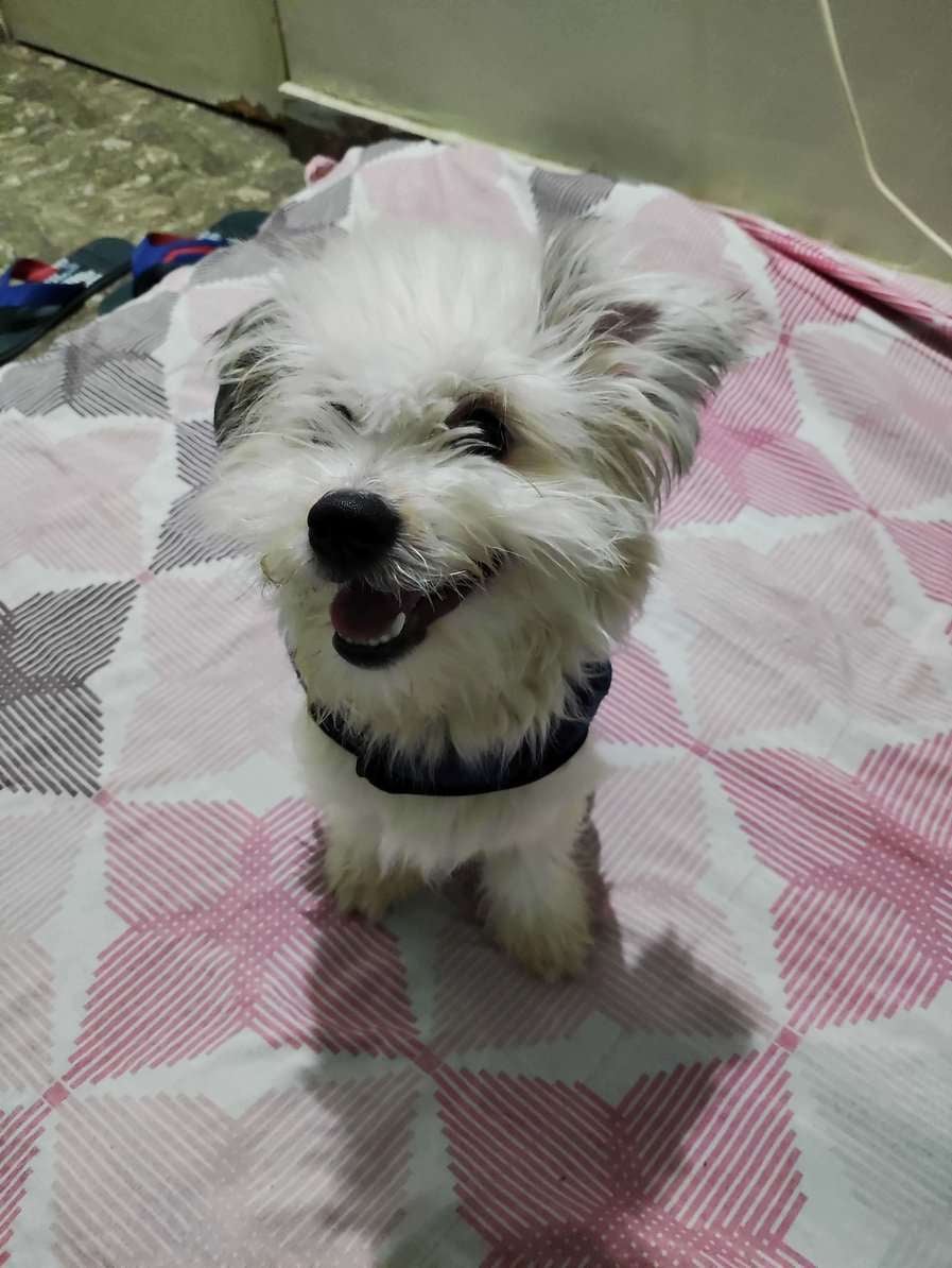 Lhasa Apso For Adoption In Vizag