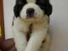 Saint Bernard For Sale In Thiruvananthapuram