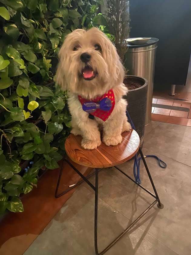 Lhasa Apso Dogs For Mating In Pune