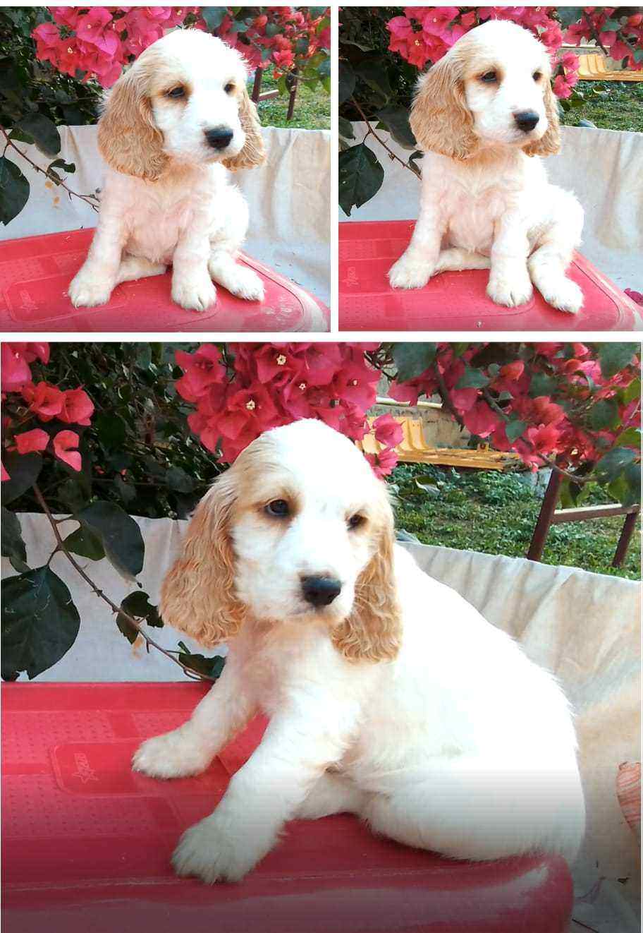 Cocker Spaniel For Sale In Delhi