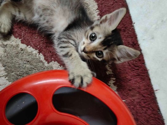 Indian Breed For Adoption In Kolkata