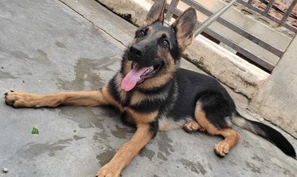 German Shepherd Dogs For Mating In Sitapur