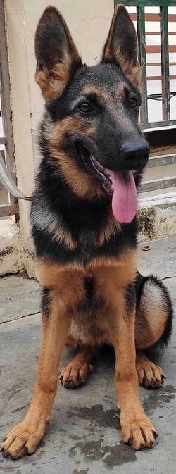 German Shepherd Dogs For Mating In Sitapur